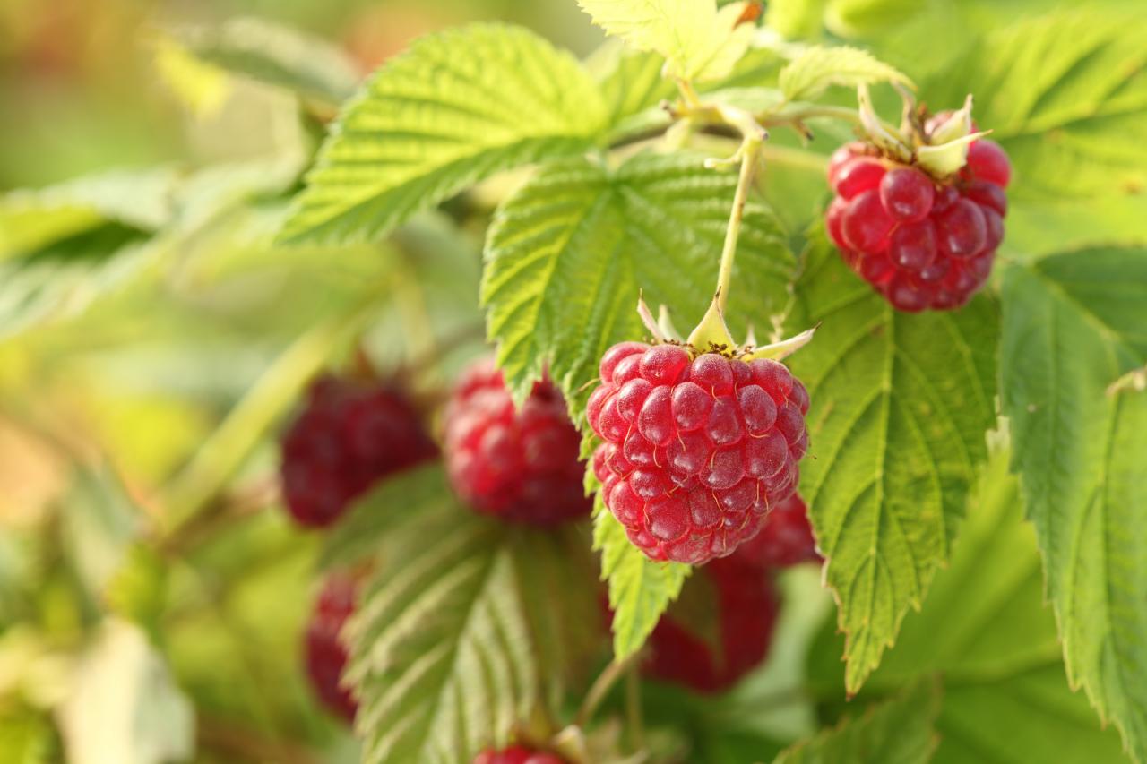 Here Are Some Raspberry Nutritional Facts and Benefits.