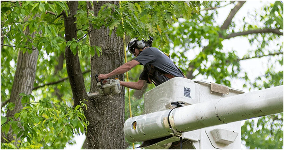 5 Benefits of Hiring a Professional Tree Removal Service